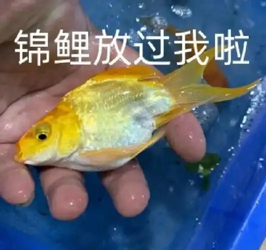 爆火的锦鲤粤语表情包超级有梗想笑死人咩哈哈哈哈哈承包一周的笑点