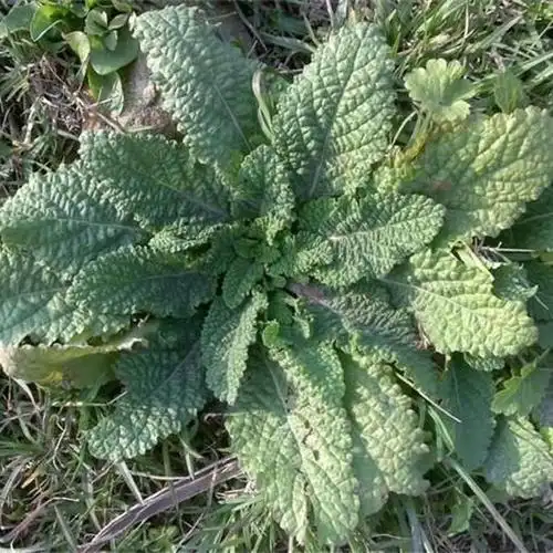 中药材蛤蟆草癞蛤蟆晒干新鲜货癞肚皮草蟾蜍草雪里青