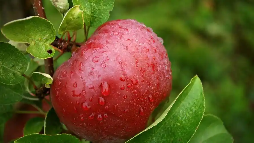 壁纸 一个红苹果,水滴,树枝,绿叶 3840x2160 uhd 4k 高清壁纸, 图片