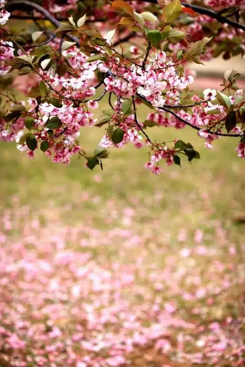【区县旅游】此时此刻,不要错过旅顺樱花飘落时的唯美!