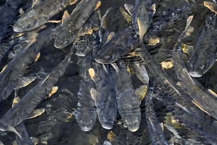 新华全媒直击青海湖湟鱼洄游高峰