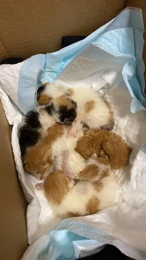 【求助】捡到一窝小奶猫,应该出生也就3.4天的样子,有没有愿.