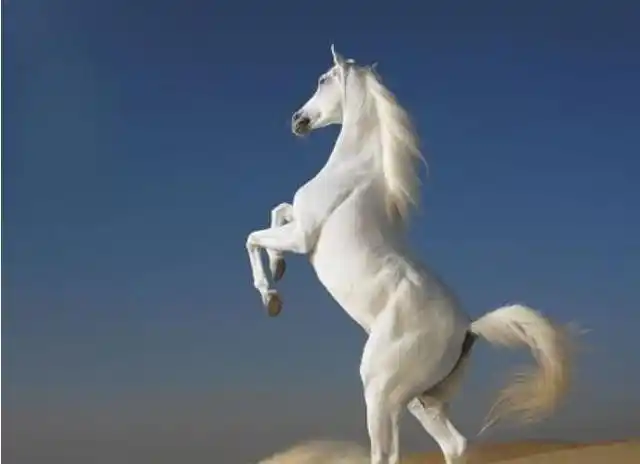 孙悟空和白龙马实力差不多为何白龙马从来不去降妖原因很简单