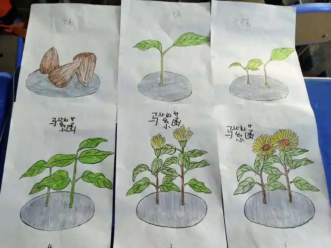 一粒种子的成长