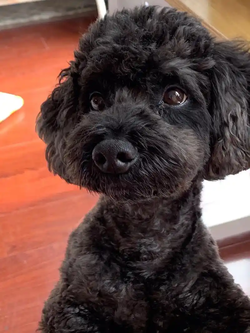 黑色泰迪走丢希望好心人帮忙留意