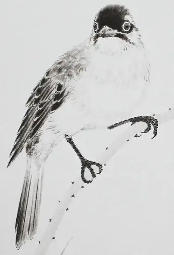 浙江画院研究员 王菂《回眸》