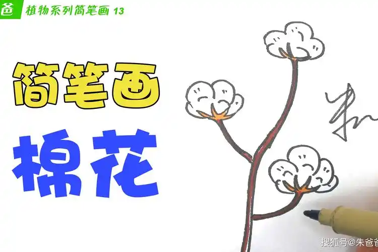 朱爸爸植物系列简笔画13画棉花