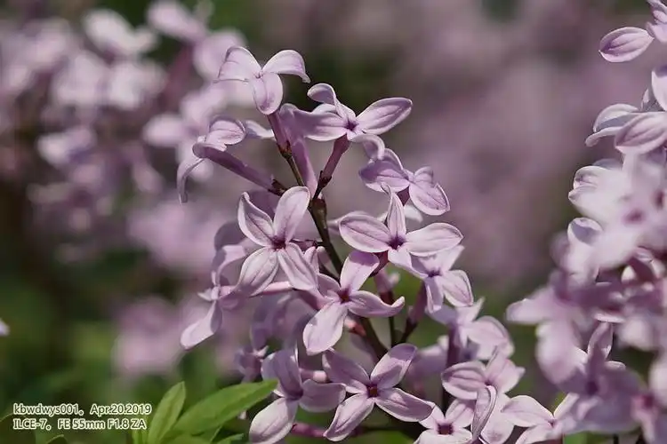 植物影像志裂叶丁香
