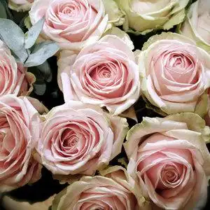 桃红雪山玫瑰图片