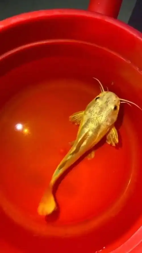 我是不是要发财了,这种黄金鲶鱼,连听都没听说过!