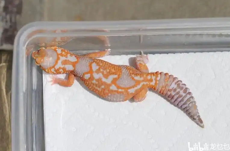 国外肥尾守宫欣赏1