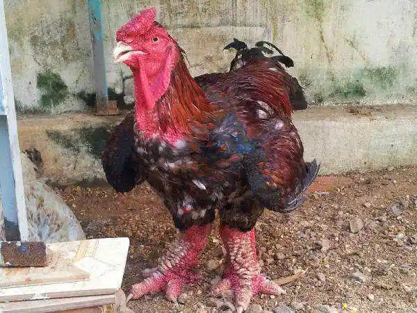 农村小伙养"大脚怪鸡",4000元一只还惹人追捧,鸡脚值一半