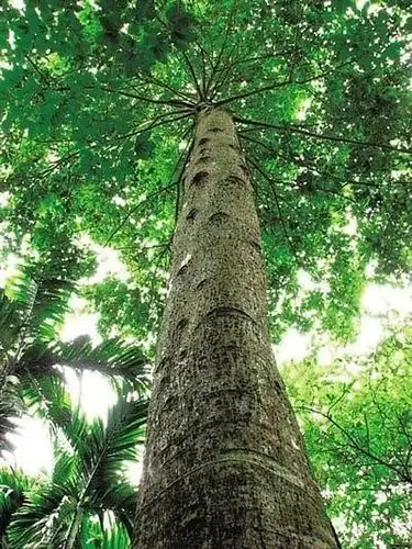 楠木_金丝楠网_第2页_金丝楠木家具_金丝楠木手串_金丝楠乌木