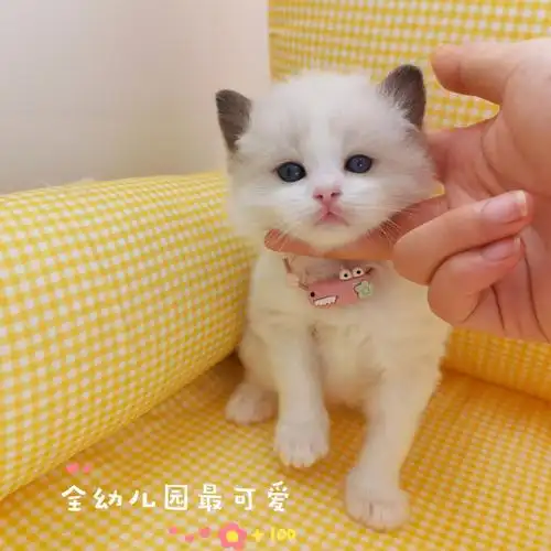 甜美可爱布偶猫宝宝找新家实在是太漂亮啦