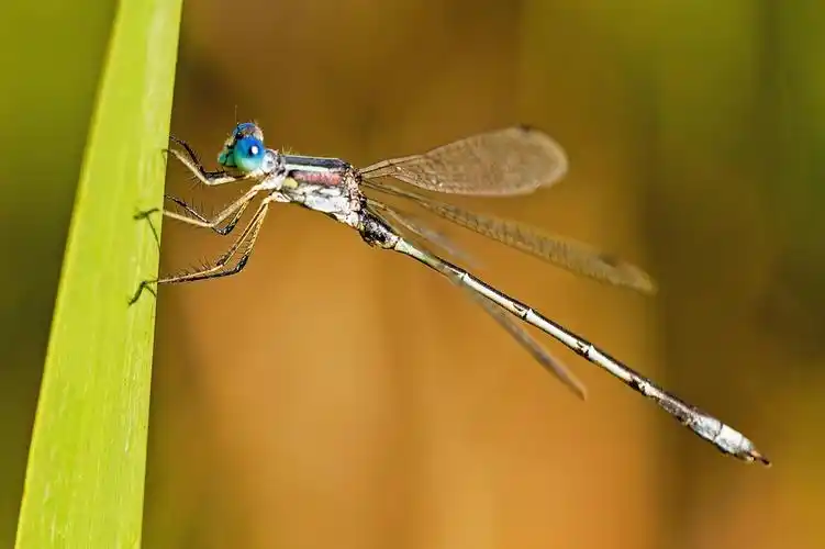 美丽的豆娘(蜻蜓)