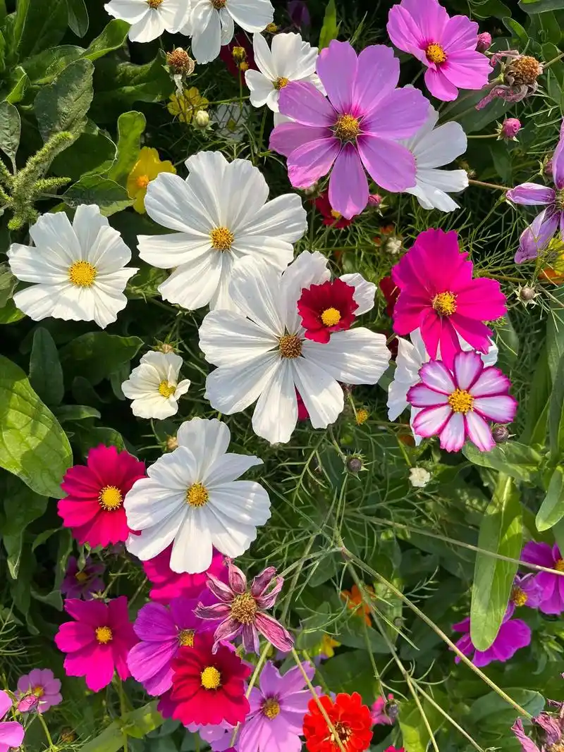 克拉玛依波斯菊图片厂商 ,景观花卉种子,花海造景种子,七彩野 - 抖音