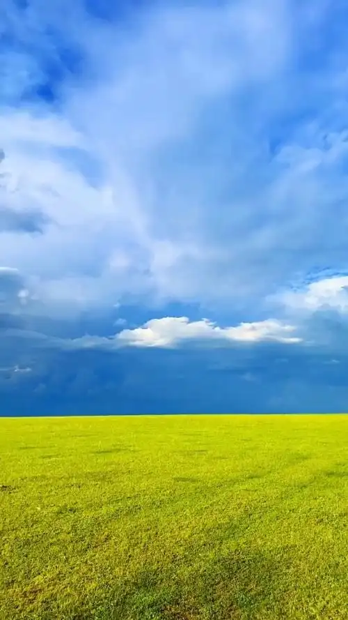 蓝天白云绿草地,一望无际大草原.