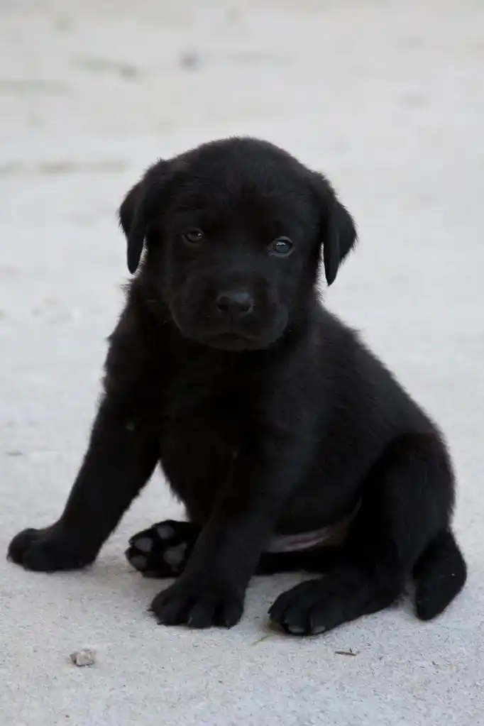 黑色拉布拉多小狗,黑色拉布拉多小狗