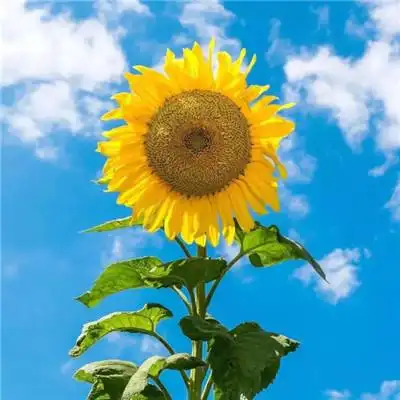 高清女人人财两旺的图片头像