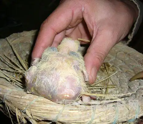 一羽双肛门神奇的幼鸽生长跟踪图