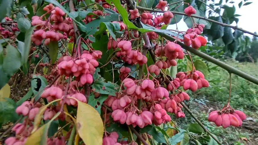 丝棉木果请欣赏