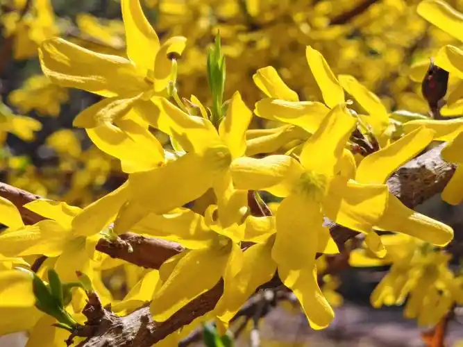 草丛间,五彩斑斓的花朵竞相绽放,宛如大自然的调色盘,将春天的色彩