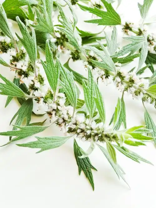 真正的益母草图片 益母草图片植物图