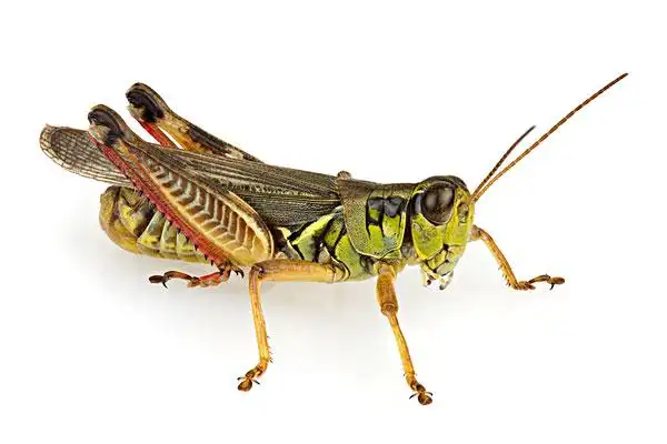 蝗虫,蝗科,木头,康科德,马萨诸塞
