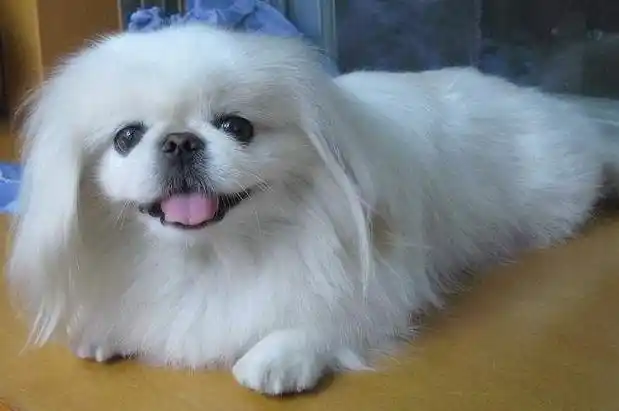 京巴狗多大产仔