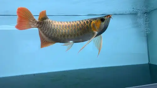 孟吉尔～万吉,翘头大鳍 - 广州孟吉尔 - 龙鱼之巅