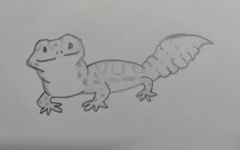 【豹纹守宫】雷达rd开箱视频.