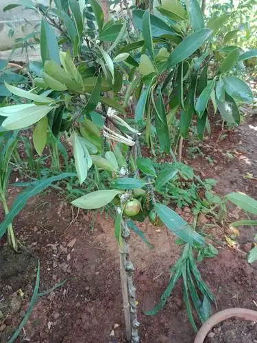 山竹树苗 岭南山竹苗