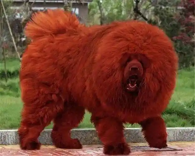 这只纯红藏獒出生仅11个月,重163斤,是一只未经过任何外血杂交的红獒.