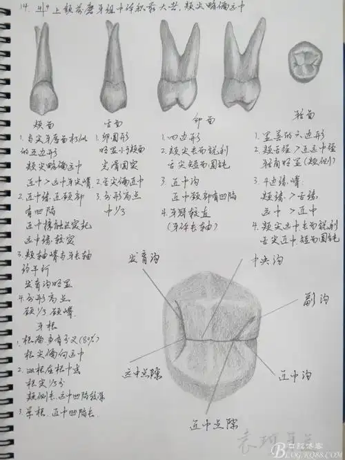 是你的轮胎是什么花纹,我们一直再看牙,你还记得所有牙齿各自的特征吗