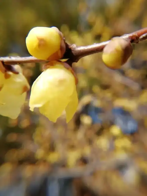 梅花有白,粉,紫红,深红等各类不同的颜色;蜡梅花则以蜡黄色为主,其他