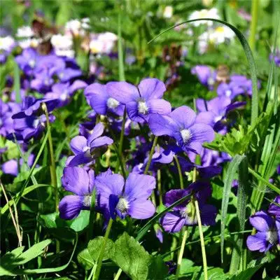 紫色花朵的微信头像,芬芳的紫罗兰图片