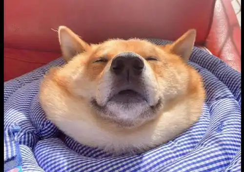 柴犬在沙发悠然仰睡,主人看着熟睡的它,做出搞笑表情包