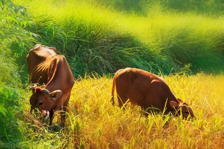 十二生肖怎么挑选新手机? - 头条问答
