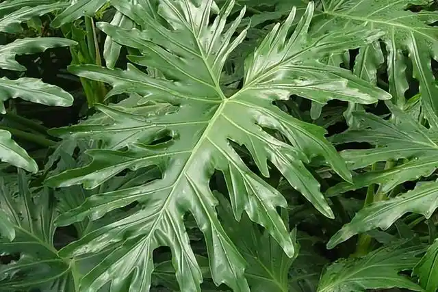 植株美观大方,茎叶细长而挺拔,深裂羽状的大叶子,在阳光的照射下显得