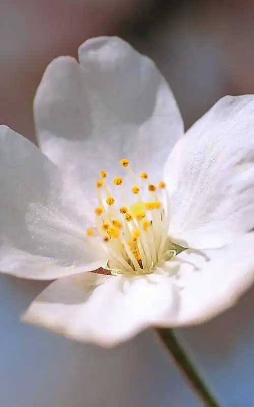 第一朵樱花开放的时间,第一次心头有你的回忆