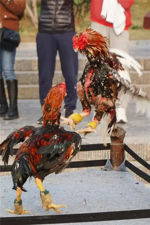 原创河南开封投注大宋斗鸡寻趣清明上河园
