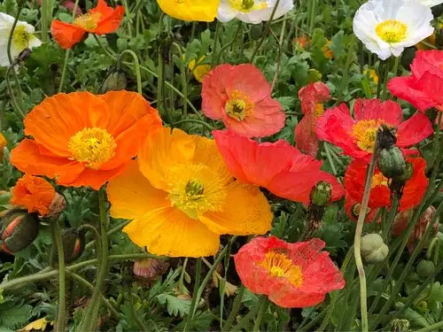 五颜六色格桑花