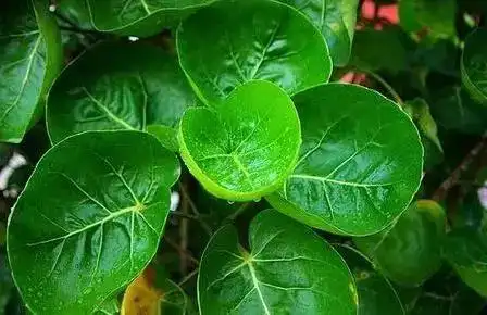 兜住滚滚好财源旺运的金钱兜助你广进财源好运不断