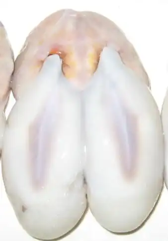 有口福啦~~推荐一个进补的好吃的--墨鱼蛋八珍之一!香滑营养,配 .