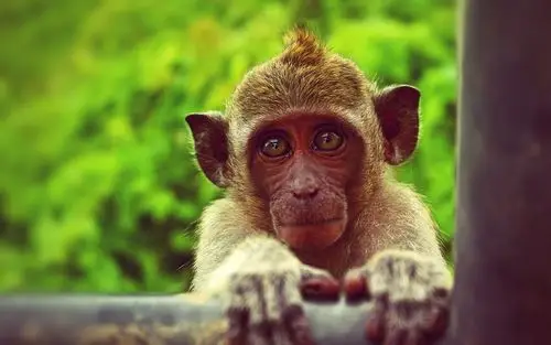 可爱的小猴子图片壁纸2