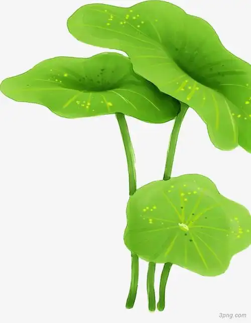 手绘卡通荷叶png素材透明免抠图片漂浮元素