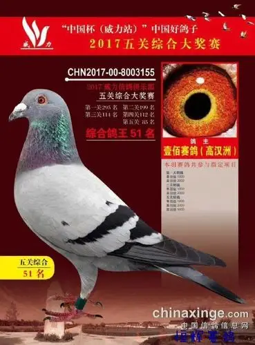 鸽子情缘高汉洲和他的鸽子