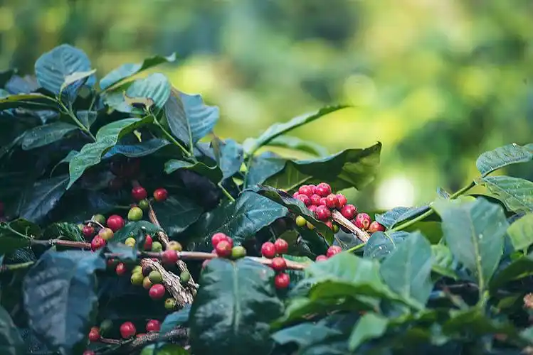 近距离拍摄咖啡园收获的成熟的罗布斯塔咖啡浆果种子.