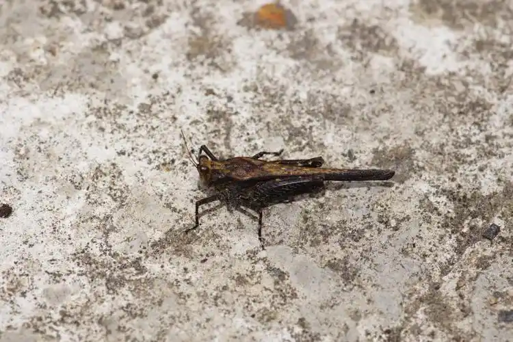 台湾生命大百科 | taiwan encyclopedia of life