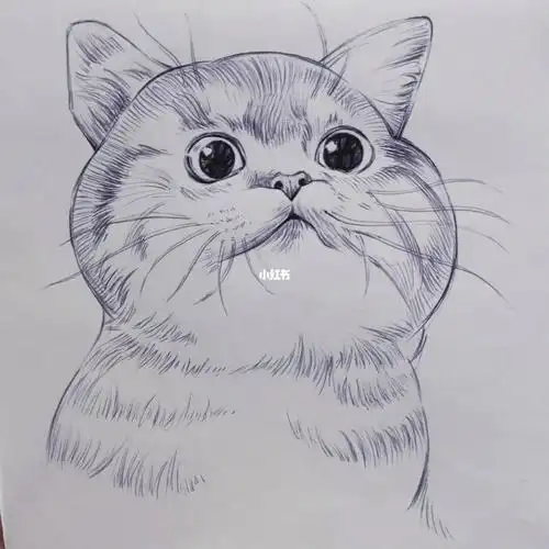 每日一练(临摹)我又来打卡啦,今天是可爱的小猫咪#圆珠笔  #圆珠笔
